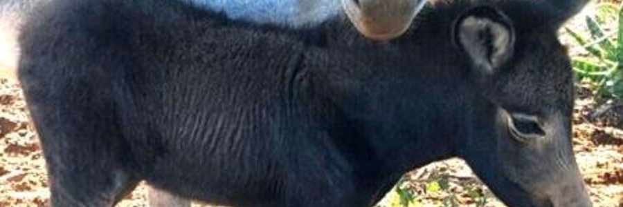 Gansbaai Wat kry jy as jy n donkie met zebra kruis_1